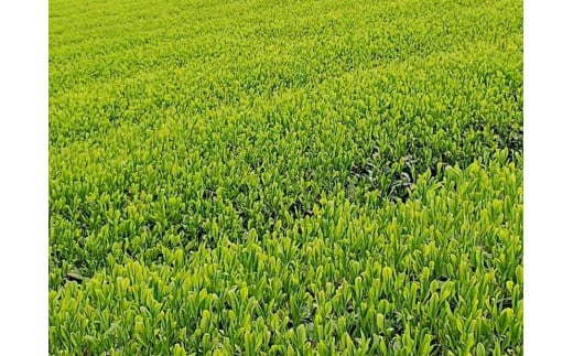 八女煎茶とほうじ茶の個包装ティーバッグ詰め合せ