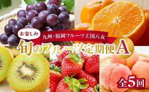 九州・福岡フルーツ王国八女　お楽しみ旬のフルーツ定期便【全５回】A｜＜配送不可：北海道・沖縄・離島＞ イチゴ 苺 いちご あまおう 桃 もも モモ ぶどう 葡萄 みかん 蜜柑 オレンジ キウイ キウイフルーツ 定期便 福岡 八女 北海道・沖縄・離島