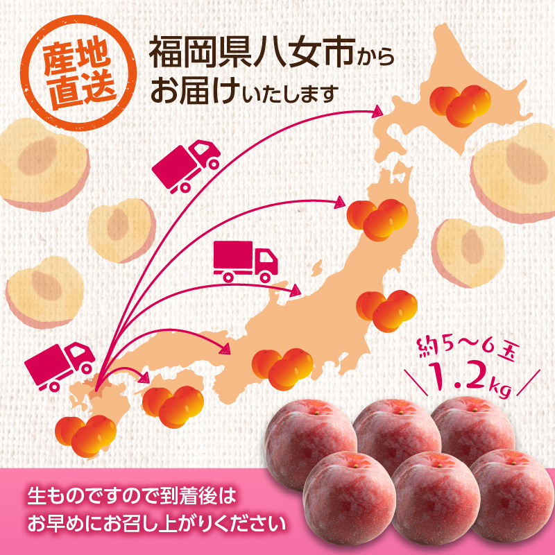 【先行受付】＜福岡のスモモ＞貴陽【1.2kg】【JAふくおか八女】※7月上旬〜発送予定 すもも フルーツ 産地直送 高糖度 糖度18度 美味しい 濃厚 甘酸っぱい 旬 先行予約 数量限定 期間限定 クール便 冷蔵配送