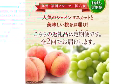 九州・福岡フルーツ王国八女　お試し旬のフルーツ定期便【全２回】 F｜＜配送不可：北海道・沖縄・離島＞ 桃 シャインマスカット もも 果物 先行予約 旬のフルーツ 詰め合わせ 福岡県 お取り寄せ 八女市