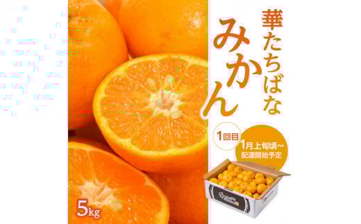 福岡冬の果物定期便【全3回】冬のお届け便　JAふくおか八女からお届け！！ みかん ミカン キウイ あまおう いちご 苺 イチゴ フルーツ 果物 くだもの 人気 旬 福岡県産 アフター補償 数量限定 期間限定 産地直送 全3回 定期便 福岡県 八女市