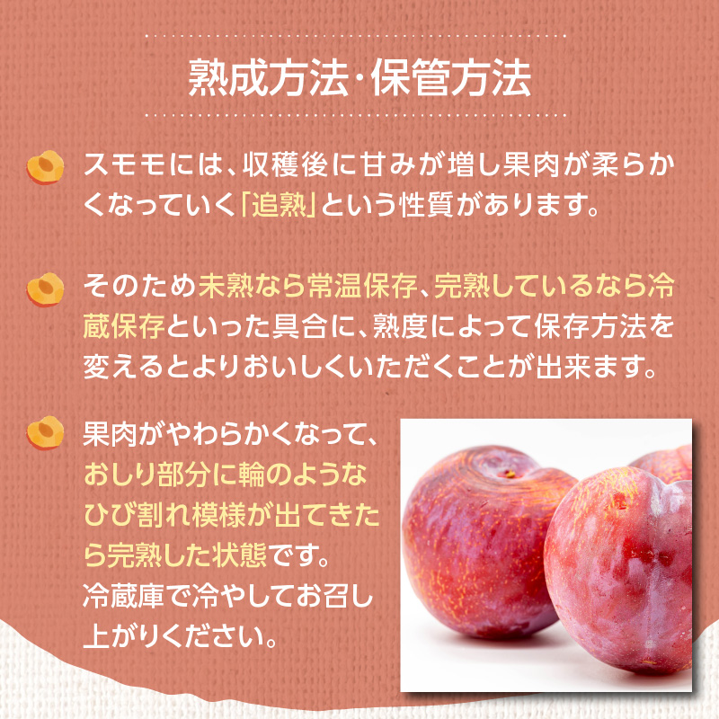 【先行受付】＜福岡のスモモ＞貴陽【1.2kg】【JAふくおか八女】※7月上旬〜発送予定 すもも フルーツ 産地直送 高糖度 糖度18度 美味しい 濃厚 甘酸っぱい 旬 先行予約 数量限定 期間限定 クール便 冷蔵配送
