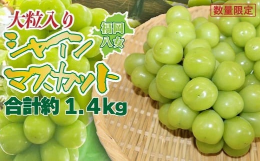 【先行受付】【2026年発送】九州福岡フルーツ王国八女 大粒入りシャインマスカット 約1.4kg【数量限定】＜配送不可：北海道・沖縄・離島＞ 数量限定 約1.4kg 高糖度 大粒 厳選 果物 くだもの フルーツ ぶどう 葡萄 ジューシー 種なし 冷蔵 九州 福岡県 八女市
