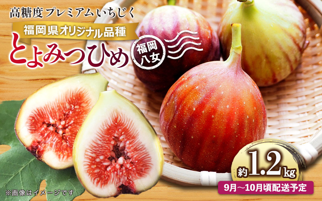 【先行受付】【2026年9月～10月頃順次発送】福岡県オリジナル品種 高糖度プレミアムいちじく 「とよみつひめ」約1.2kg