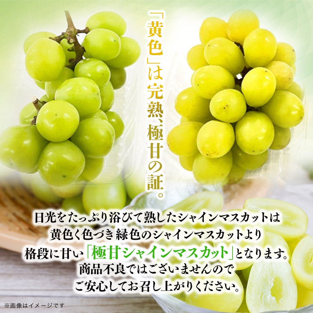 【先行受付】【2026年発送】九州福岡フルーツ王国八女　訳ありシャインマスカット 約1.4kg【数量限定】＜配送不可：北海道・沖縄・離島＞ 数量限定 約1.4kg 自宅用 訳あり 果物 くだもの フルーツ ぶどう 葡萄 ジューシー 種なし 冷蔵 九州 福岡県 八女市