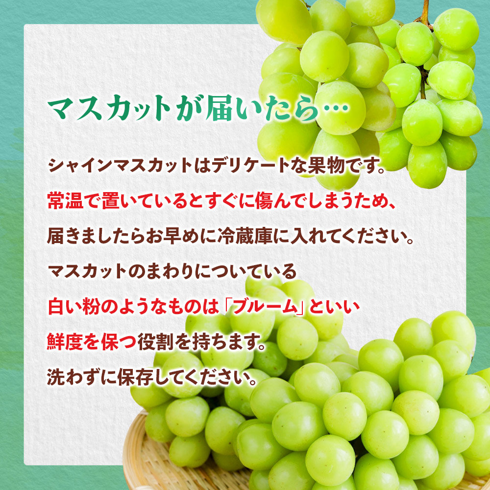 【先行受付】【2026年発送】九州福岡フルーツ王国八女　訳ありシャインマスカット 約1.4kg【数量限定】＜配送不可：北海道・沖縄・離島＞ 数量限定 約1.4kg 自宅用 訳あり 果物 くだもの フルーツ ぶどう 葡萄 ジューシー 種なし 冷蔵 九州 福岡県 八女市