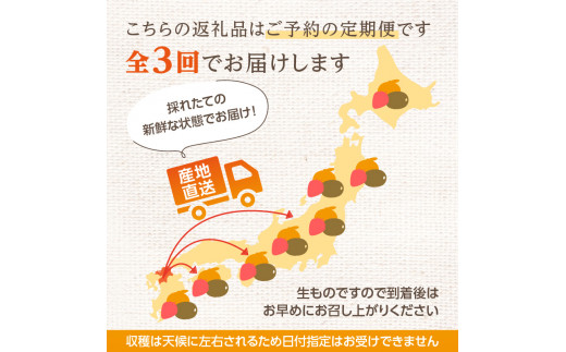 福岡冬の果物定期便【全3回】冬のお届け便　JAふくおか八女からお届け！！ みかん ミカン キウイ あまおう いちご 苺 イチゴ フルーツ 果物 くだもの 人気 旬 福岡県産 アフター補償 数量限定 期間限定 産地直送 全3回 定期便 福岡県 八女市