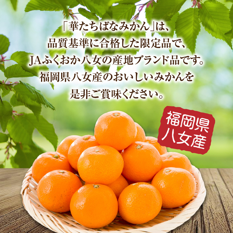 【申込期間終了間近】【2025年12月発送開始】華たちばなみかん 約5kg｜ＪＡふくおか八女 蜜柑 ミカン 秀品 福岡 果物 フルーツ 先行予約 家庭用 自宅用 期間限定 数量限定