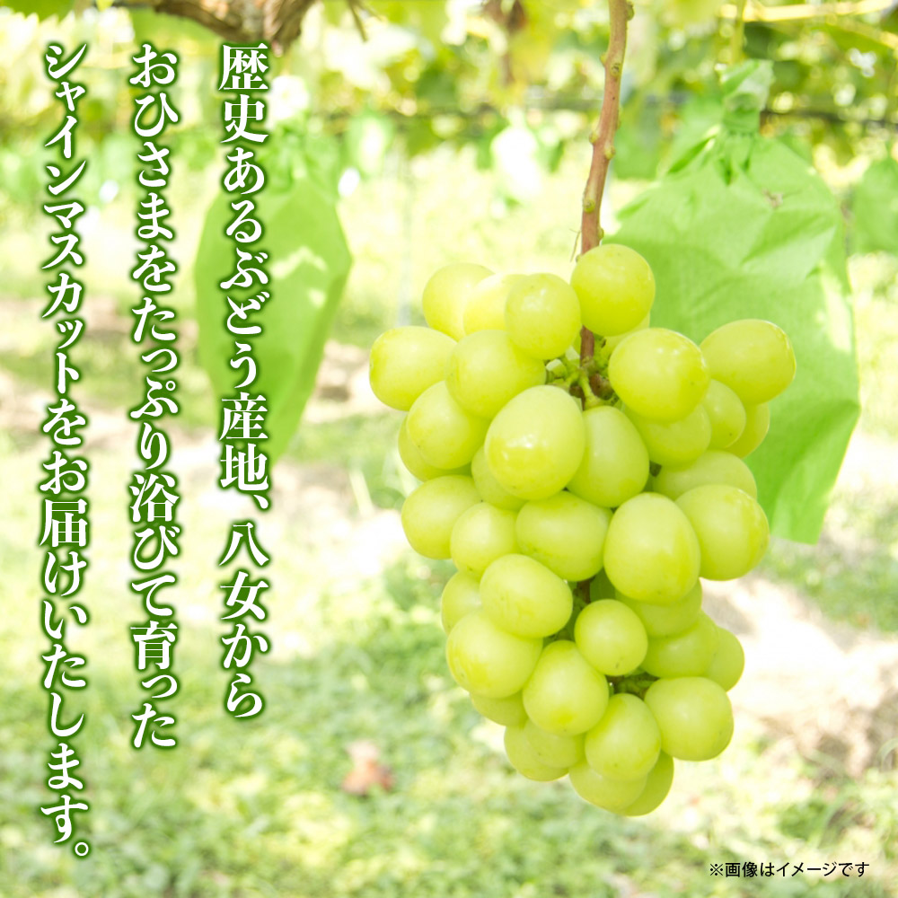 【先行受付】【2026年発送】九州福岡フルーツ王国八女　訳ありシャインマスカット 約1.4kg【数量限定】＜配送不可：北海道・沖縄・離島＞ 数量限定 約1.4kg 自宅用 訳あり 果物 くだもの フルーツ ぶどう 葡萄 ジューシー 種なし 冷蔵 九州 福岡県 八女市