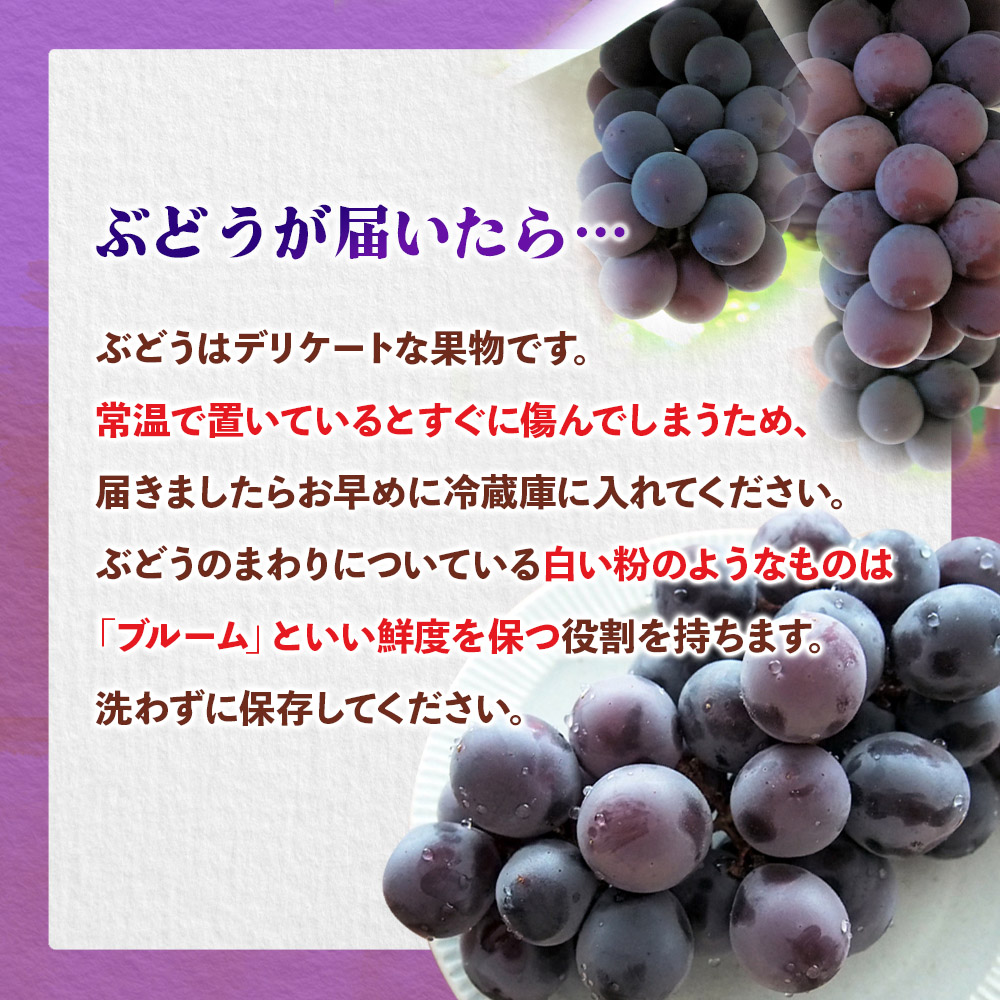 【先行受付】【2026年7月〜8月発送予定】九州・福岡フルーツ王国八女から直送！巨峰［ぶどう］４パック（約1.2kg）＜配送不可：北海道・沖縄・離島＞ 巨峰 ブドウ フルーツ デザート 旬 果物 直送 果汁 みずみずしい 福岡県 八女市