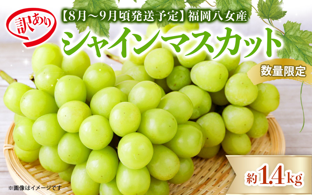【先行受付】【2026年発送】九州福岡フルーツ王国八女　訳ありシャインマスカット 約1.4kg【数量限定】＜配送不可：北海道・沖縄・離島＞ 数量限定 約1.4kg 自宅用 訳あり 果物 くだもの フルーツ ぶどう 葡萄 ジューシー 種なし 冷蔵 九州 福岡県 八女市