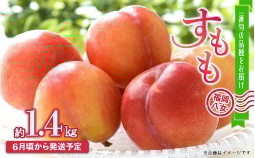 【2026年6月発送予定】九州・福岡フルーツ王国八女から直送！すもも約1.4kg｜＜配送不可：北海道・沖縄・離島＞ 数量限定 直送 1.4kg 旬 時期 すもも スモモ 果物 くだもの フルーツ デザート ジューシー 甘酸っぱい 家族団らん 冷蔵 九州 福岡県 八女市
