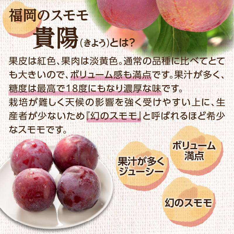 【先行受付】＜福岡のスモモ＞貴陽【1.2kg】【JAふくおか八女】※7月上旬〜発送予定 すもも フルーツ 産地直送 高糖度 糖度18度 美味しい 濃厚 甘酸っぱい 旬 先行予約 数量限定 期間限定 クール便 冷蔵配送