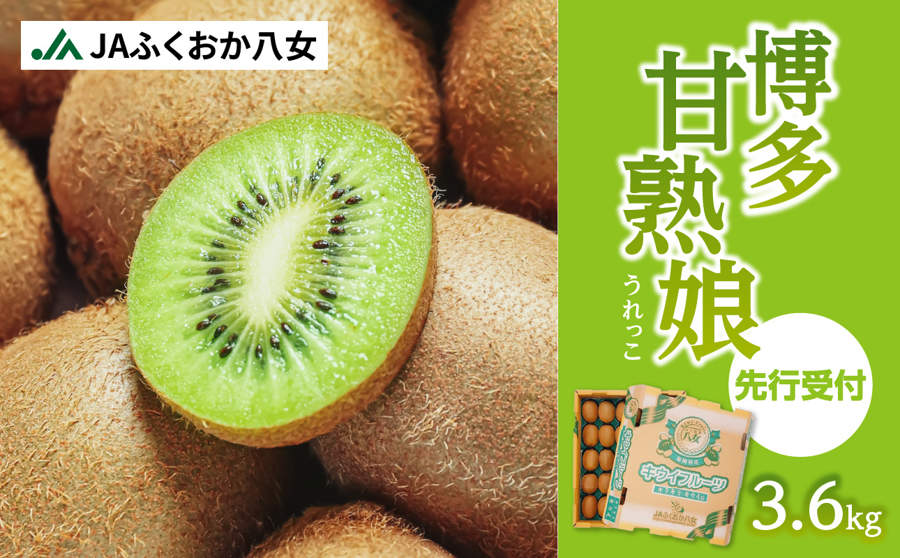 【2025年12月発送開始】【先行予約】博多甘熟娘（うれっこ）キウイ約3.6kg｜ＪＡふくおか八女 キウイフルーツ 福岡 高糖度 先行予約 グリーンキウイ ヘイワード種