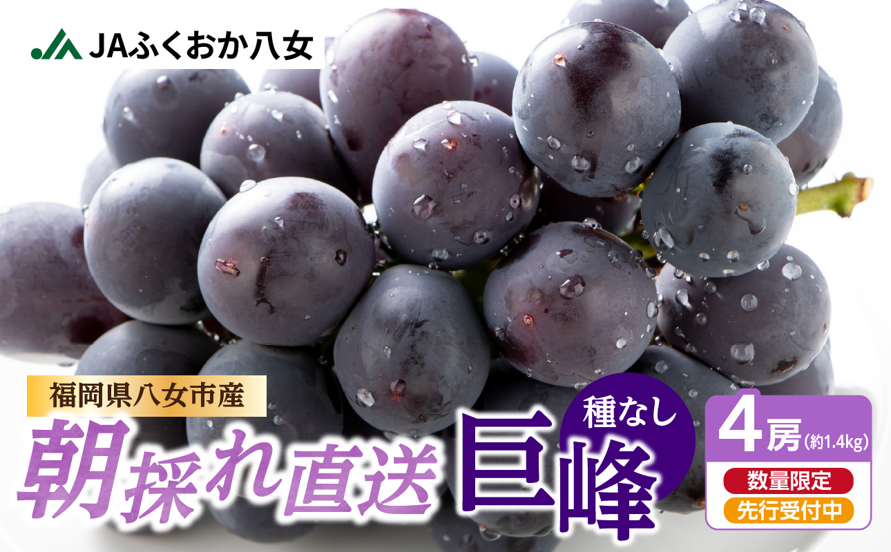 【先行受付】種なし 巨峰 1.4kg（350g×4パック）｜2026年7月上旬〜発送予定 産地直送 朝採れ 種なし 甘い ジューシー 大粒 数量限定 冷蔵 ぶどう ブドウ 葡萄 デザート 果物 くだもの フルーツ もぎたて スイーツ 九州 福岡県 八女市