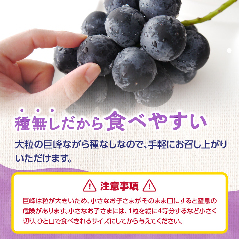 【先行受付】種なし 巨峰 1.4kg（350g×4パック）｜2026年7月上旬〜発送予定 産地直送 朝採れ 種なし 甘い ジューシー 大粒 数量限定 冷蔵 ぶどう ブドウ 葡萄 デザート 果物 くだもの フルーツ もぎたて スイーツ 九州 福岡県 八女市