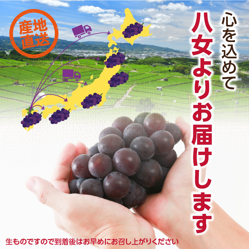 【先行受付】種なし 巨峰 1.4kg（350g×4パック）｜2026年7月上旬〜発送予定 産地直送 朝採れ 種なし 甘い ジューシー 大粒 数量限定 冷蔵 ぶどう ブドウ 葡萄 デザート 果物 くだもの フルーツ もぎたて スイーツ 九州 福岡県 八女市
