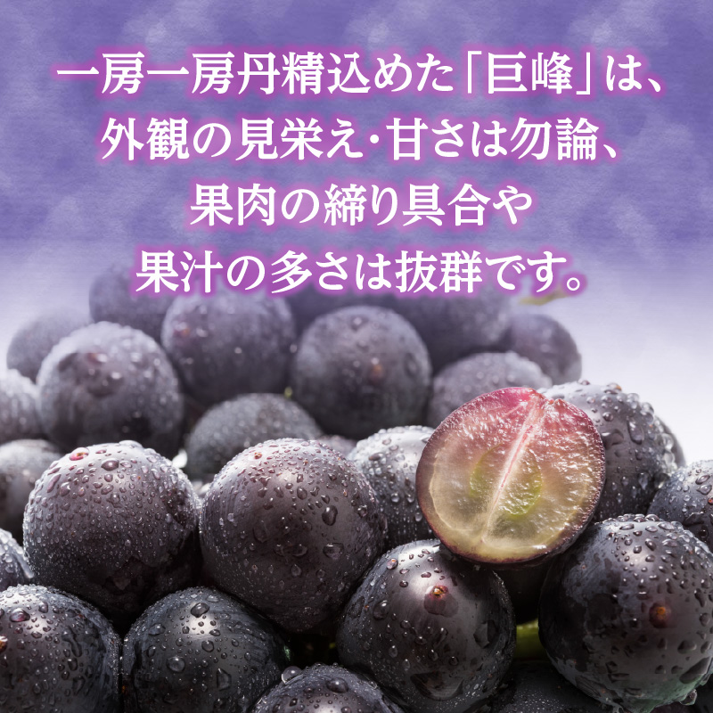 【先行受付】種なし 巨峰 1.4kg（350g×4パック）｜2026年7月上旬〜発送予定 産地直送 朝採れ 種なし 甘い ジューシー 大粒 数量限定 冷蔵 ぶどう ブドウ 葡萄 デザート 果物 くだもの フルーツ もぎたて スイーツ 九州 福岡県 八女市