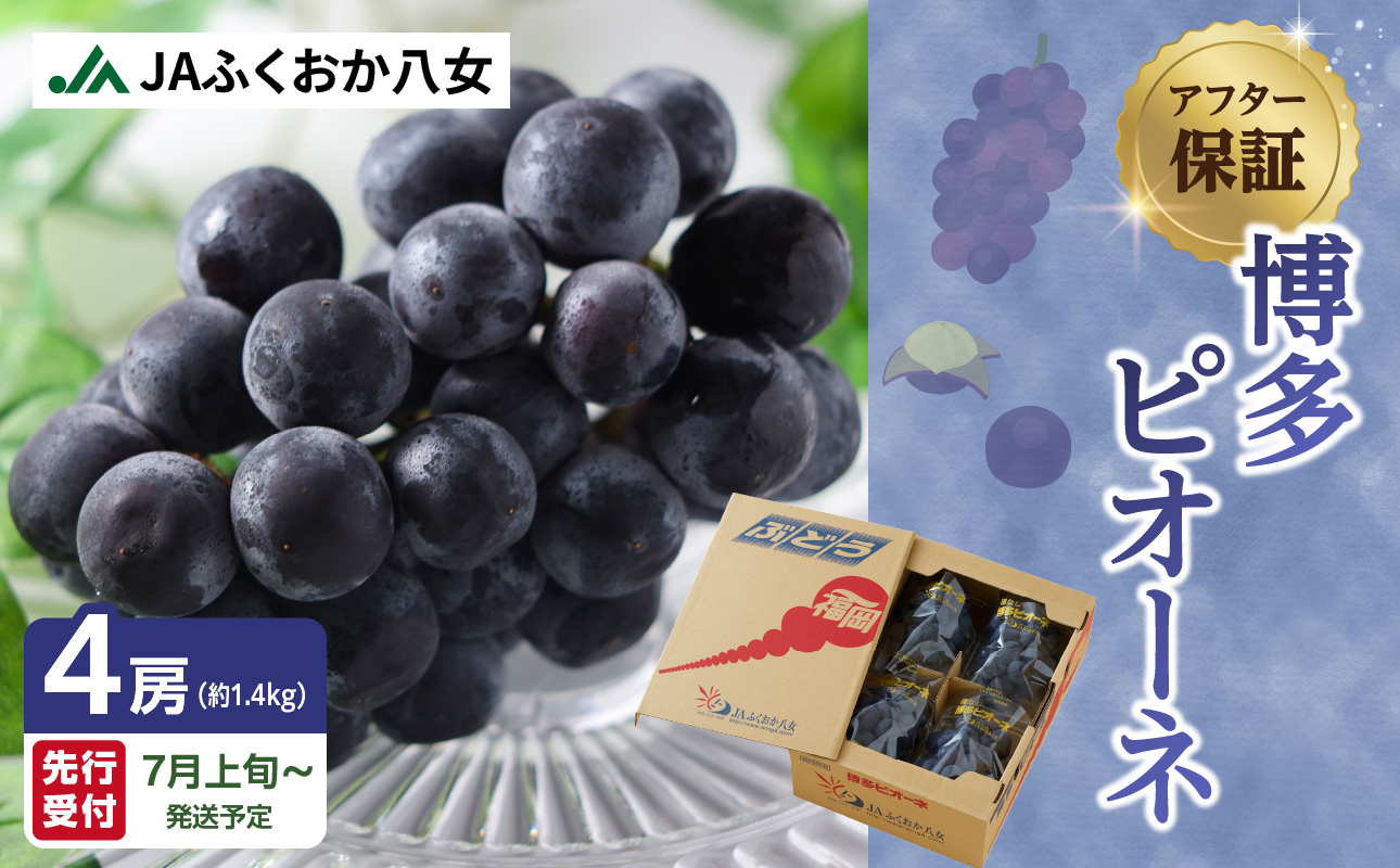 【先行受付】博多ピオーネ（350g×4パック）｜7月上旬〜発送予定