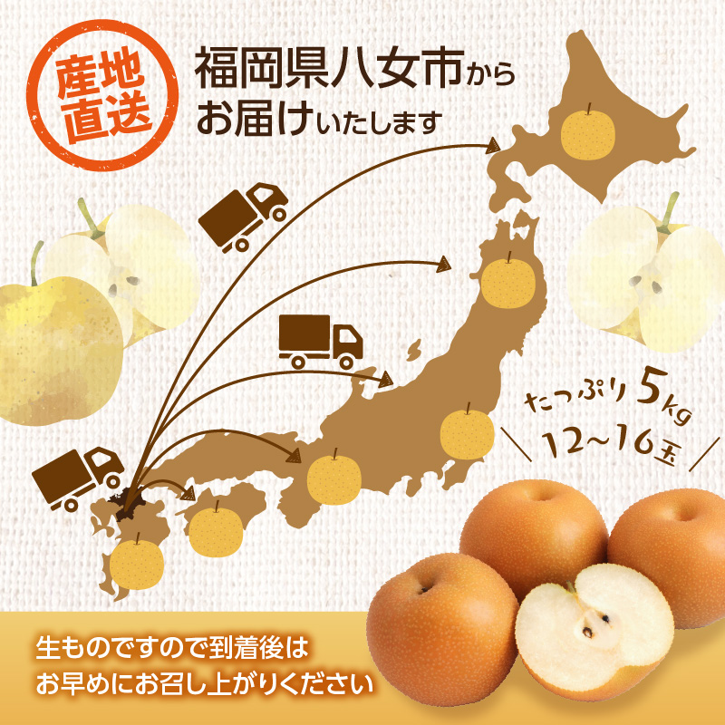 【先行受付】豊水梨（5kg）【ＪＡふくおか八女】｜2027年8月中旬～発送予定 糖度12～13% なし 梨 ナシ 豊水梨 豊水 福岡 4L〜2Lサイズ 産地直送 期間限定 甘い みずみずしい 果物 果実 フルーツ デザート 旬