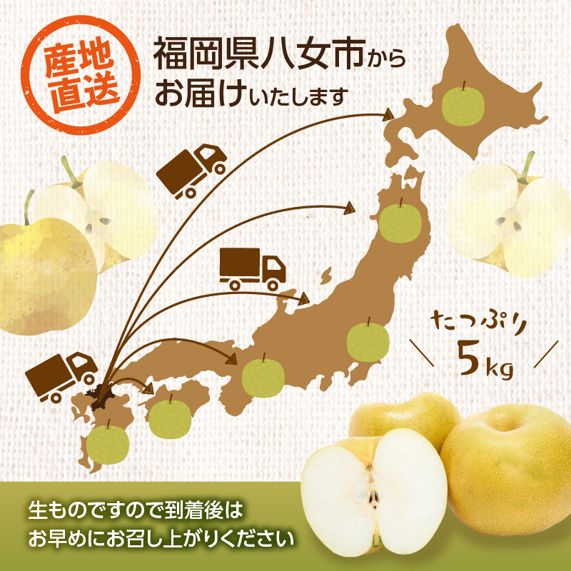 ãå
è¡åä»ã幞氎梚ïŒ5kgïŒããµãããå
«å¥³ãïœ2026幎7æäžæ¬ïœçºéäºå® 梚 ãªã 幞氎 幞氎梚 ãã«ãŒã æç© ãã ãã® ã¿ãã¿ããã çœãã çã ã·ã£ãªã·ã£ãªé£æ ç£å°çŽé ãã¶ãŒã æ¬ çã