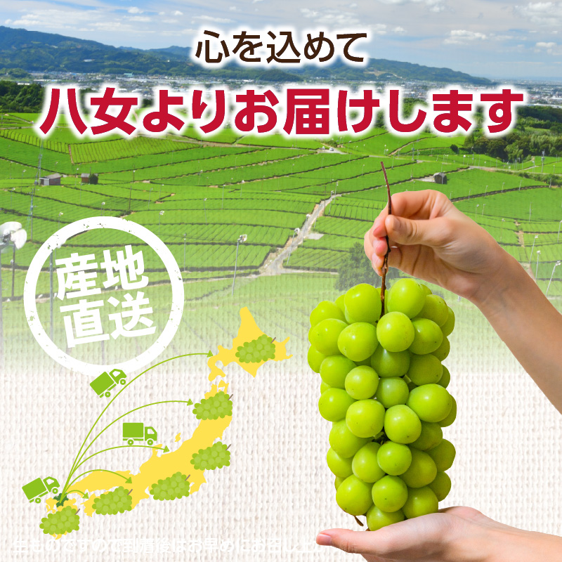 ãå
è¡äºçŽãã·ã£ã€ã³ãã¹ã«ããïŒ350gÃ4ããã¯ïŒããµãããå
«å¥³ãïœïŒæäžæ¬ãçºéäºå® ãã¹ã«ãã ã¶ã©ã çš®ãªã ç®ããšé£ã¹ããã ç³åºŠ18床 é«ç³åºŠ çã å³éž ç£å°çŽé æ°é®® 1.4kg å
è¡äºçŽ æ¬ ã¯ãŒã«äŸ¿ å質ä¿èšŒ æ°ééå® çŠå²¡ å
«å¥³