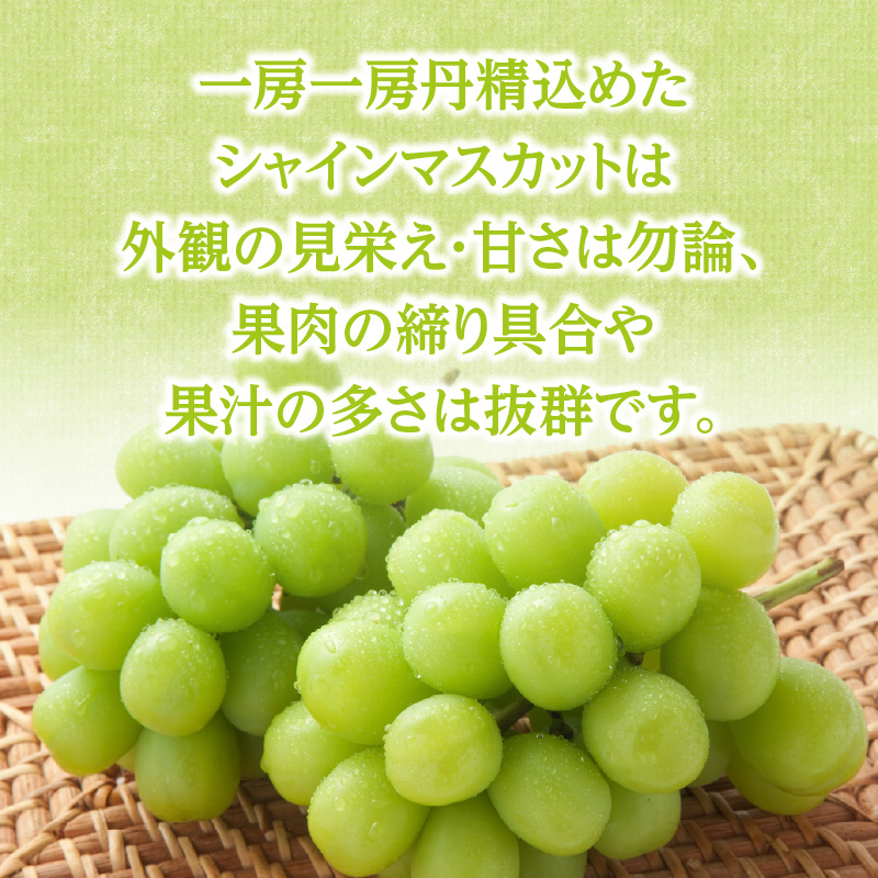 ãå
è¡äºçŽãã·ã£ã€ã³ãã¹ã«ããïŒ350gÃ4ããã¯ïŒããµãããå
«å¥³ãïœïŒæäžæ¬ãçºéäºå® ãã¹ã«ãã ã¶ã©ã çš®ãªã ç®ããšé£ã¹ããã ç³åºŠ18床 é«ç³åºŠ çã å³éž ç£å°çŽé æ°é®® 1.4kg å
è¡äºçŽ æ¬ ã¯ãŒã«äŸ¿ å質ä¿èšŒ æ°ééå® çŠå²¡ å
«å¥³