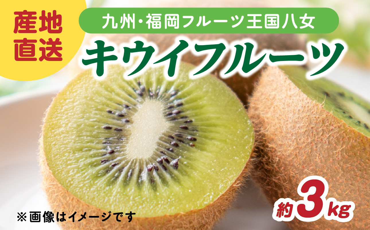 九州・福岡フルーツ王国八女 産地直送キウイフルーツ 約3.0kg【2026年12月発送開始】＜配送不可：北海道・沖縄・離島＞ フルーツ ヘイワード 産地直送 期間限定 福岡県 八女市