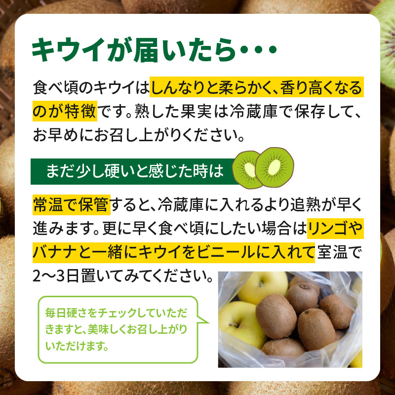 九州・福岡フルーツ王国八女 産地直送キウイフルーツ 約3.0kg【2026年12月発送開始】＜配送不可：北海道・沖縄・離島＞ フルーツ ヘイワード 産地直送 期間限定 福岡県 八女市