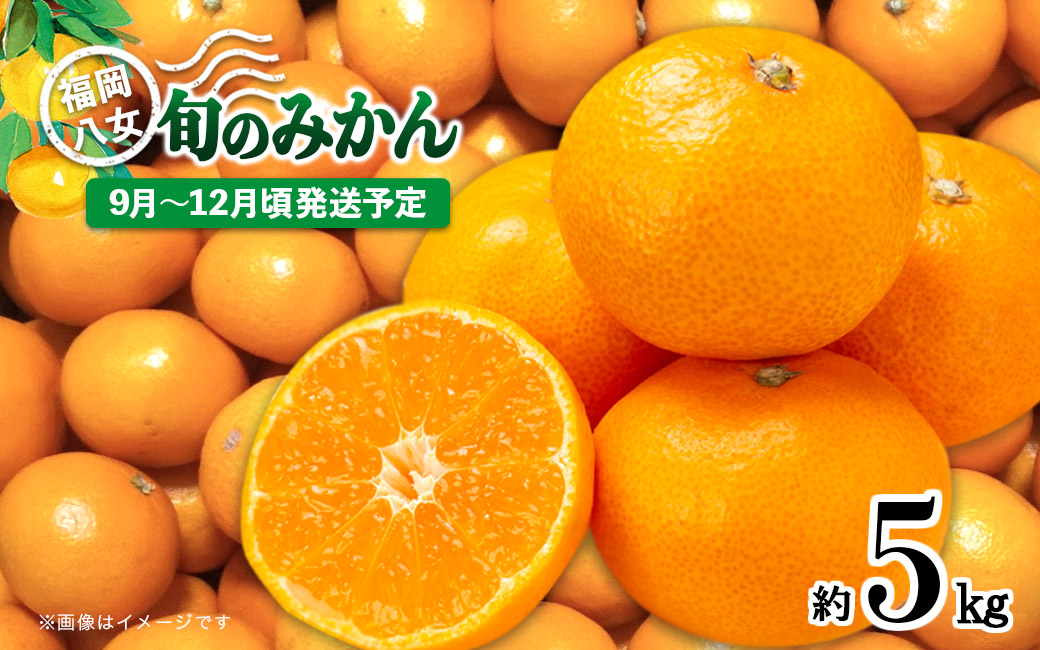 【先行受付】九州・福岡フルーツ王国八女 産地直送！ 旬のみかん 約5kg【2025年9月～12月頃発送】＜配送不可：北海道・沖縄・離島＞ みかん 旬 極早生 早生 レギュラー No.1 産地直送 福岡県 八女市