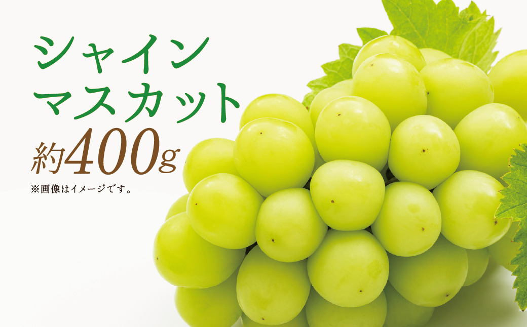 【2025年8月下旬発送予定】シャインマスカット 約400g ＜配送不可：北海道・沖縄・離島＞ 果物 くだもの フルーツ ぶどう 葡萄 マスカット 甘い コク 数量限定 福岡県 八女市