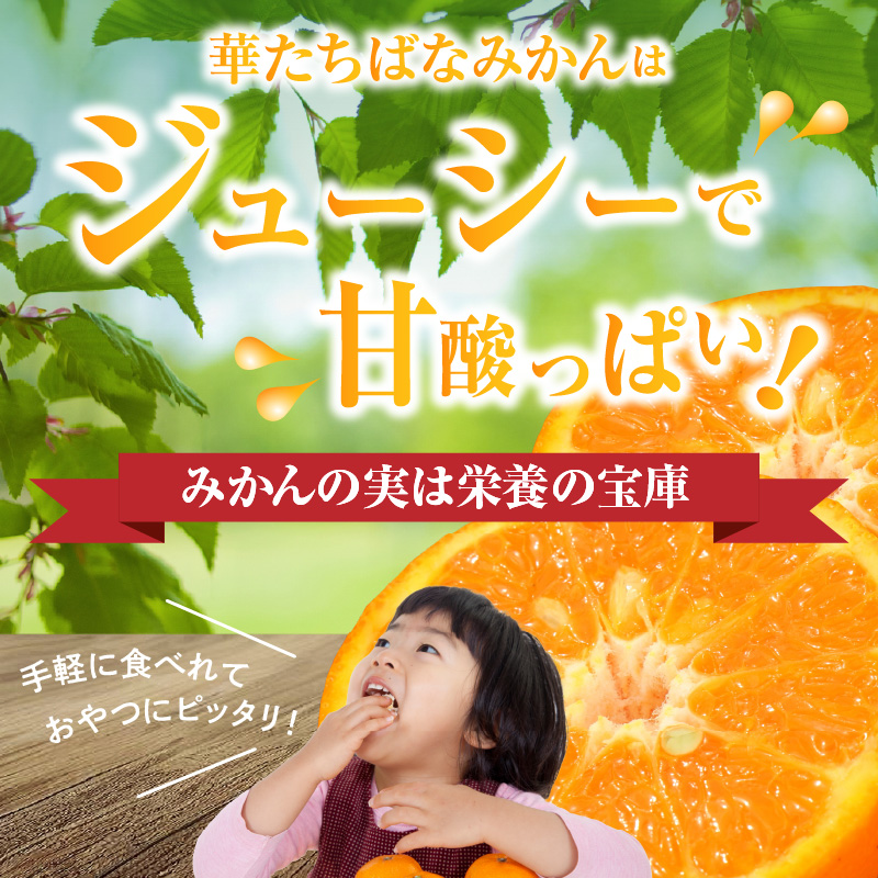 【2026年12月発送開始】華たちばなみかん 約5kg｜ＪＡふくおか八女 蜜柑 ミカン 秀品 福岡 果物 フルーツ 先行予約 家庭用 自宅用 期間限定 数量限定