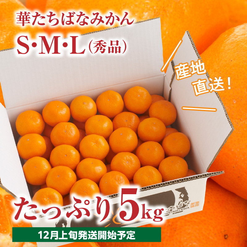 【2026年12月発送開始】華たちばなみかん 約5kg｜ＪＡふくおか八女 蜜柑 ミカン 秀品 福岡 果物 フルーツ 先行予約 家庭用 自宅用 期間限定 数量限定