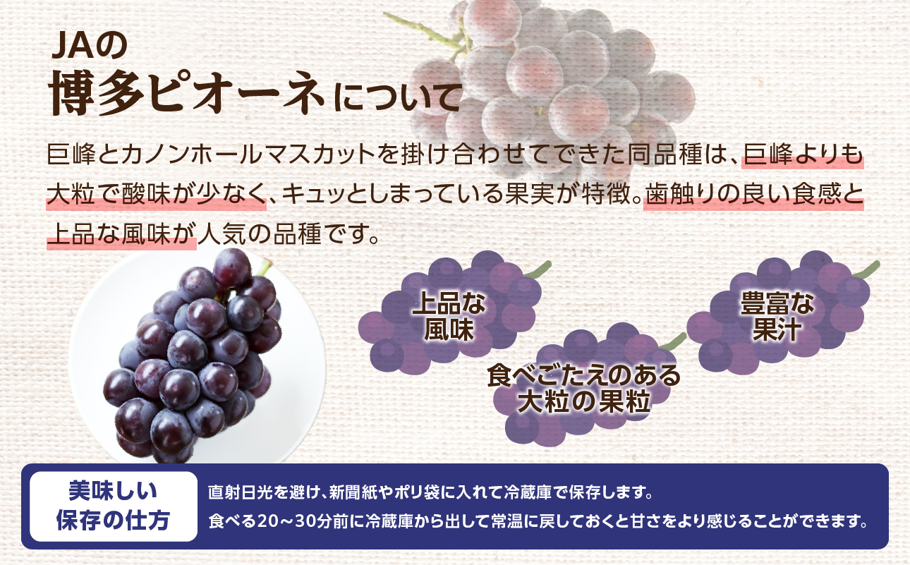 【先行受付】博多ピオーネ（350g×4パック）｜7月上旬〜発送予定