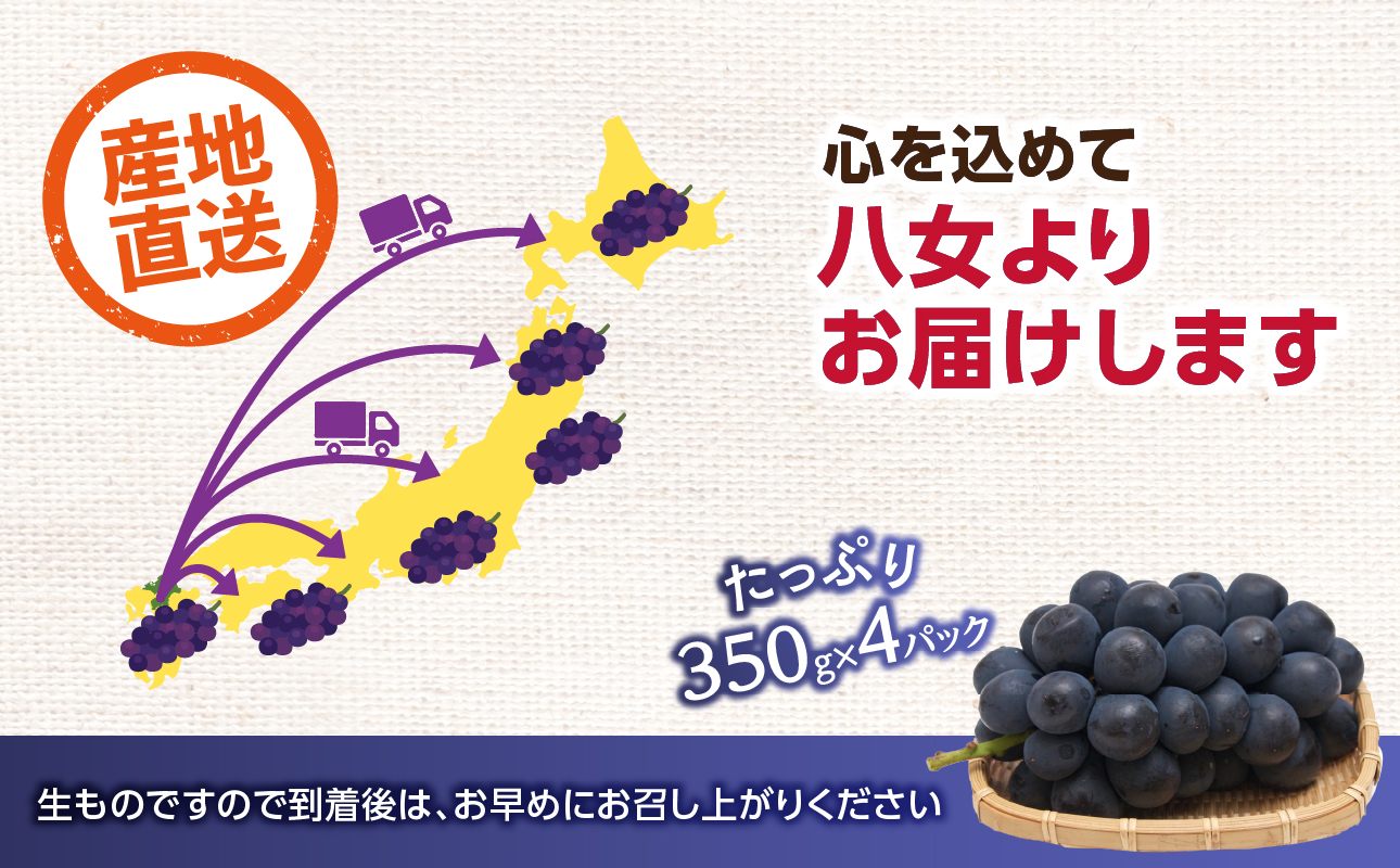 【先行受付】博多ピオーネ（350g×4パック）｜7月上旬〜発送予定