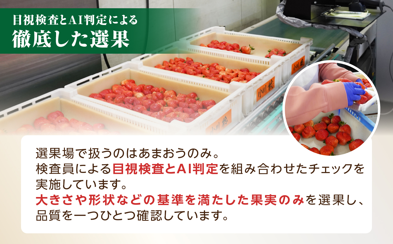 【2026年12月発送開始】博多あまおう350g（化粧箱）｜JAふくおか八女 あまおう いちご 苺 イチゴ フルーツ 果物 くだもの 人気 アフター補償 ギフト 化粧箱入り 贈答品 プレゼント 贈り物 数量限定 期間限定 産地直送 デラックス 福岡県 八女市