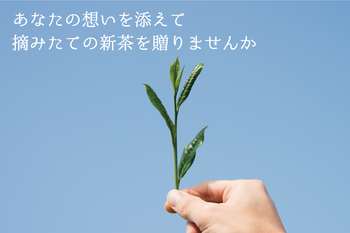 ãæ°è¶ããã®ãã察å¿å¯èœã2026幎 æ±æžåçŠ
ã®åã¢ãã³ãªçŒ¶ã« å
«å¥³æ°è¶ã®ãã æ°è¶ ãè¶ ç·è¶ ã®ãã ãã¬ãŒã³ã ã©ããã³ã° å
è£