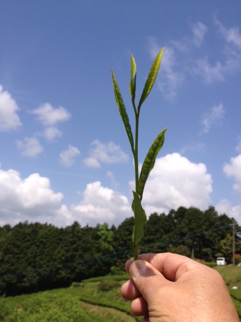 【2026年新茶】【ギフト用】八十八夜摘み 八女新茶 80g×2本【2026年5月中旬発送開始】 お茶 緑茶 新茶 八女茶 縁起物 プレゼント ラッピング 包装