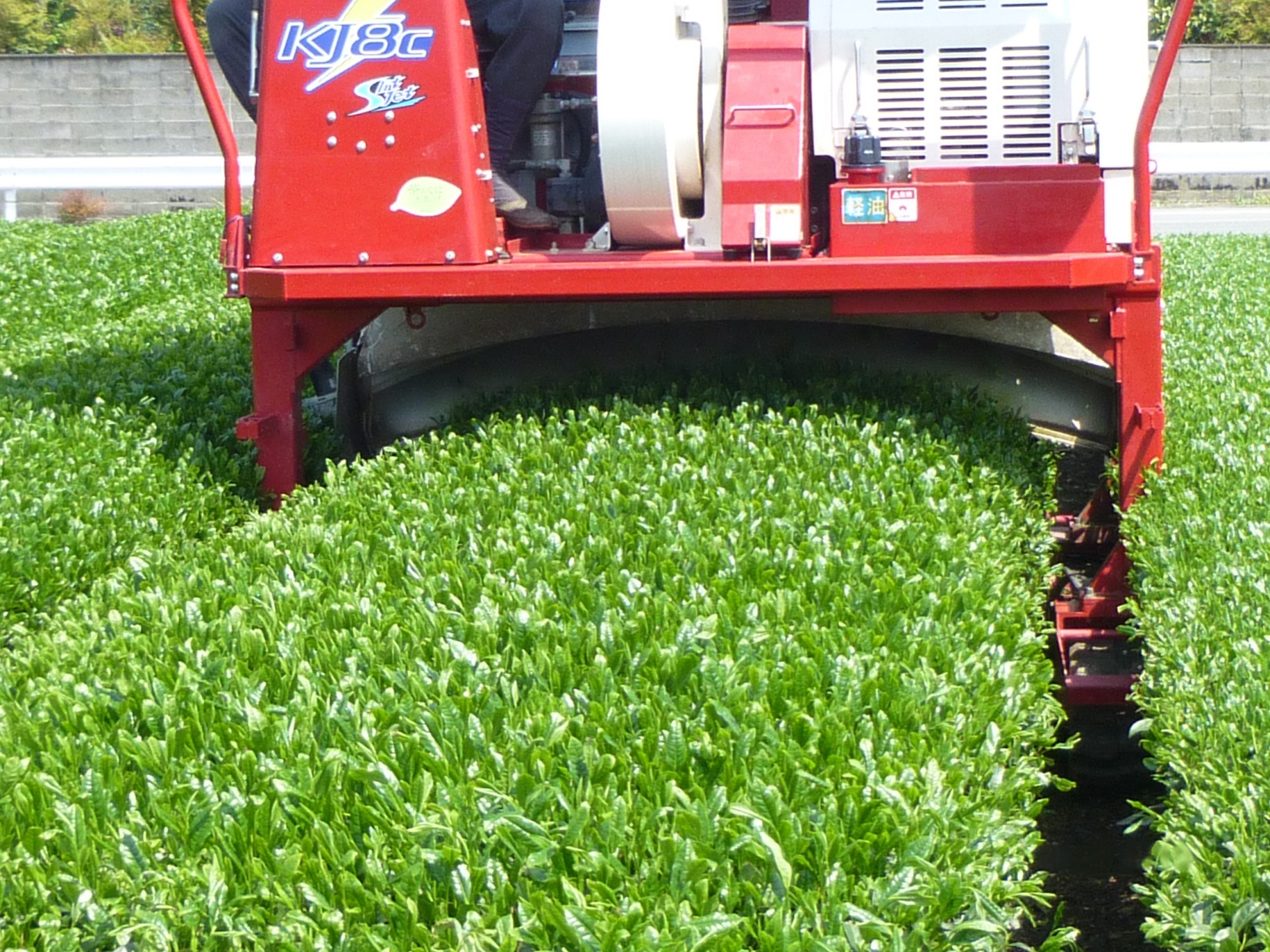 【2026年新茶】八女茶 特上煎茶 100g×3袋 茶 お茶 日本茶 緑茶 八女茶 新茶 福岡県 八女市