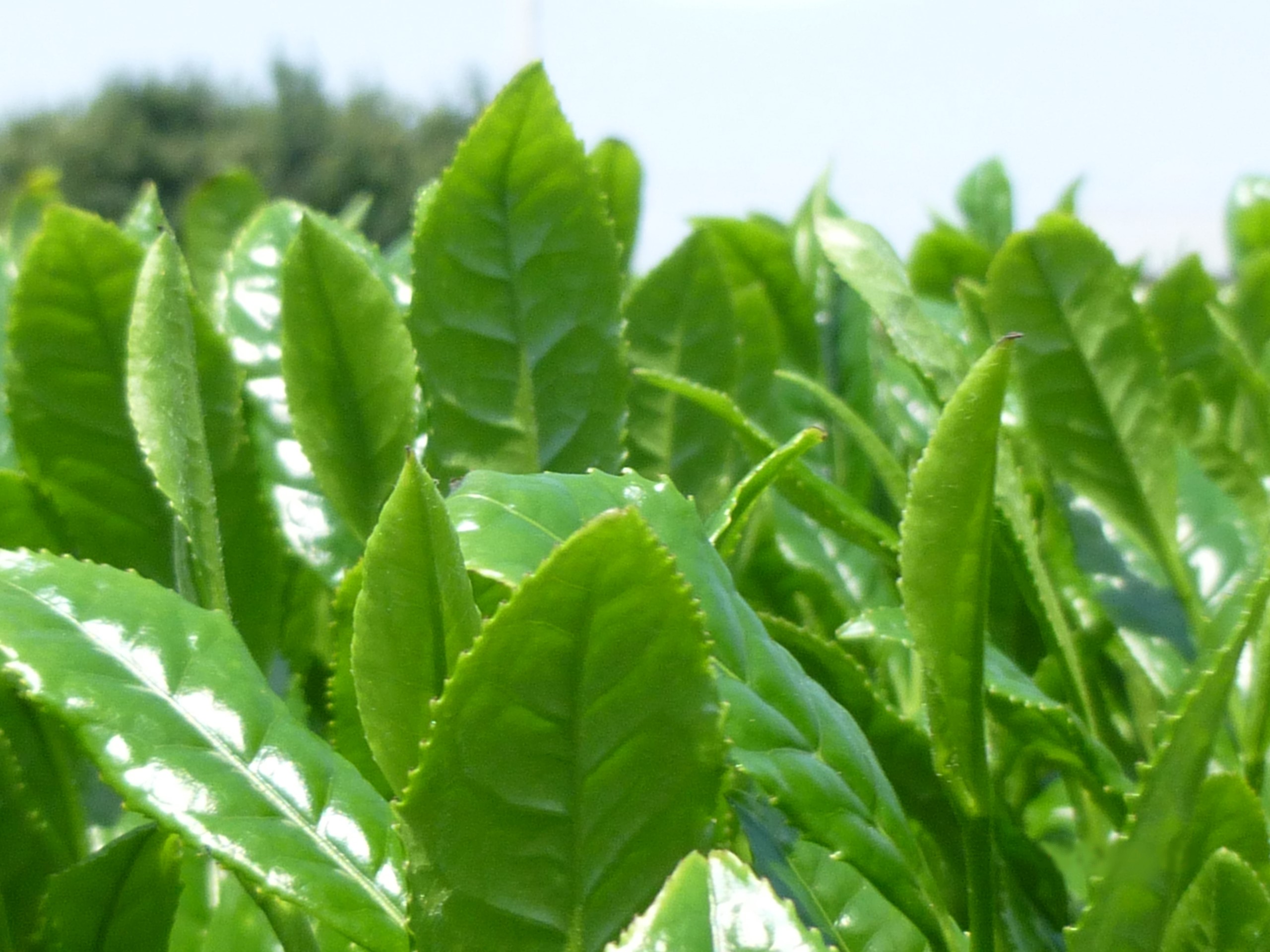 【2026年新茶】八女茶 特上煎茶 100g×3袋 茶 お茶 日本茶 緑茶 八女茶 新茶 福岡県 八女市