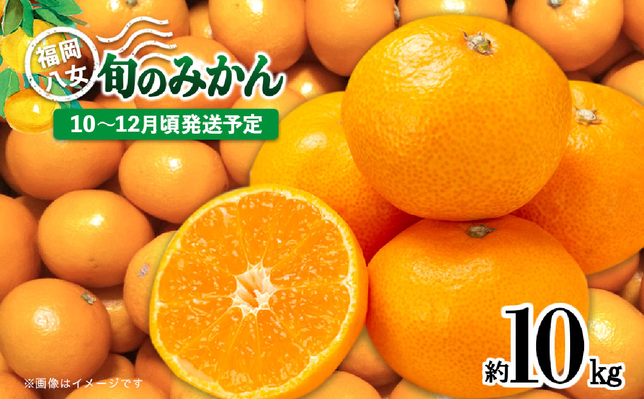 【先行受付】九州・福岡フルーツ王国八女 産地直送！旬のみかん 約10kg【2026年10月～12月頃発送】＜配送不可：北海道・沖縄・離島＞ みかん 旬 早生 レギュラー No.1 産地直送 福岡県 八女市