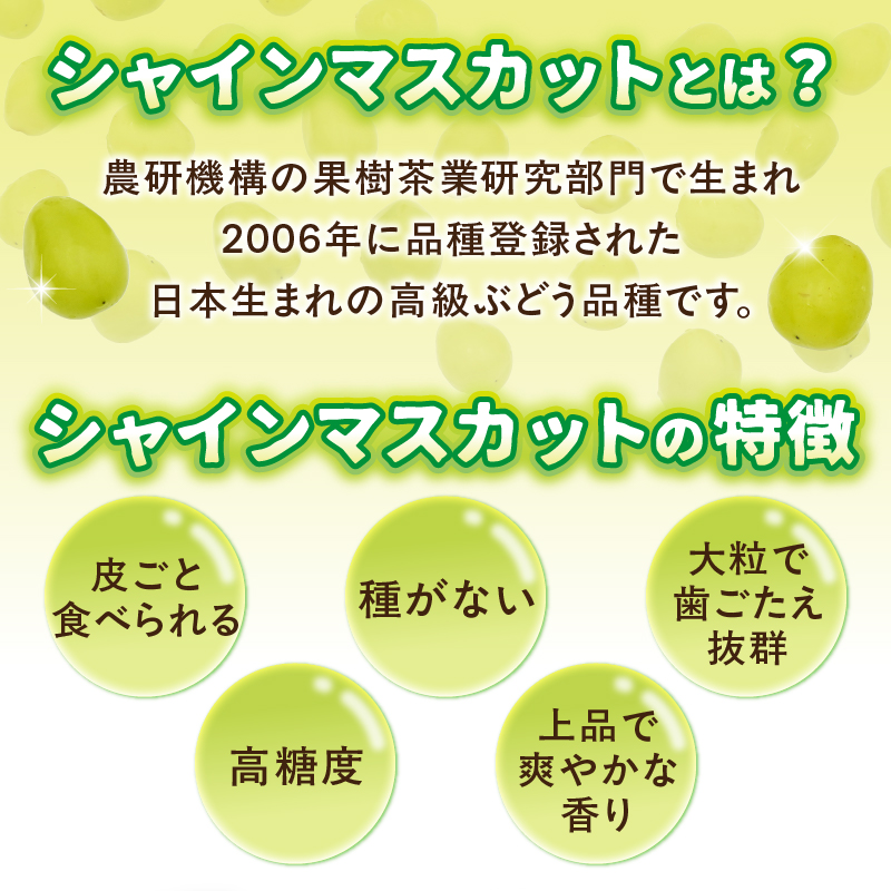 ãå
è¡åä»ãã2026幎çºéãä¹å·çŠå²¡ãã«ãŒãçåœå
«å¥³ 倧ç²å
¥ãã·ã£ã€ã³ãã¹ã«ãã çŽ1.4kgãæ°ééå®ãïŒé
éäžå¯ïŒåæµ·éã»æ²çžã»é¢å³¶ïŒ æ°ééå® çŽ1.4kg é«ç³åºŠ å€§ç² å³éž æç© ãã ãã® ãã«ãŒã ã¶ã©ã è¡è ãžã¥ãŒã·ãŒ çš®ãªã å·èµ ä¹å· çŠå²¡ç å
«å¥³åž