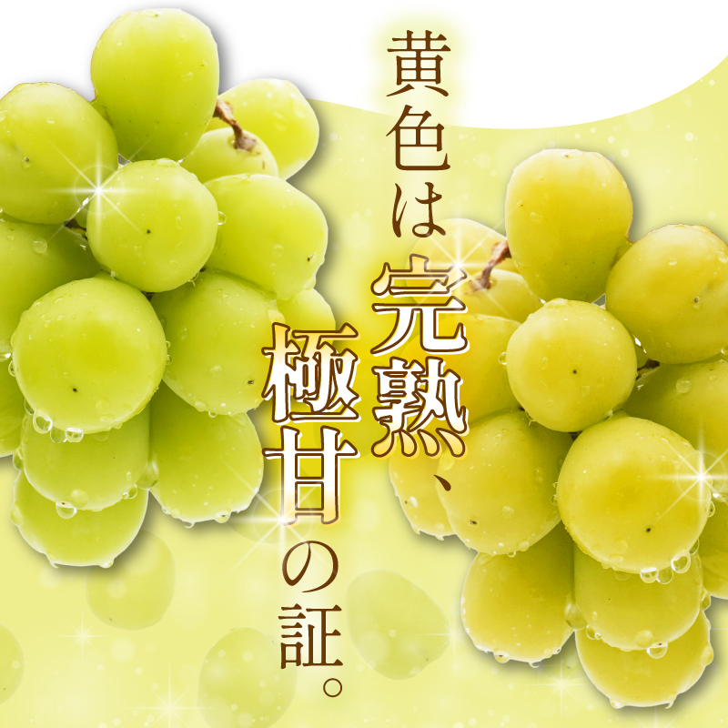 ãå
è¡åä»ãã2026幎çºéãä¹å·çŠå²¡ãã«ãŒãçåœå
«å¥³ 倧ç²å
¥ãã·ã£ã€ã³ãã¹ã«ãã çŽ1.4kgãæ°ééå®ãïŒé
éäžå¯ïŒåæµ·éã»æ²çžã»é¢å³¶ïŒ æ°ééå® çŽ1.4kg é«ç³åºŠ å€§ç² å³éž æç© ãã ãã® ãã«ãŒã ã¶ã©ã è¡è ãžã¥ãŒã·ãŒ çš®ãªã å·èµ ä¹å· çŠå²¡ç å
«å¥³åž