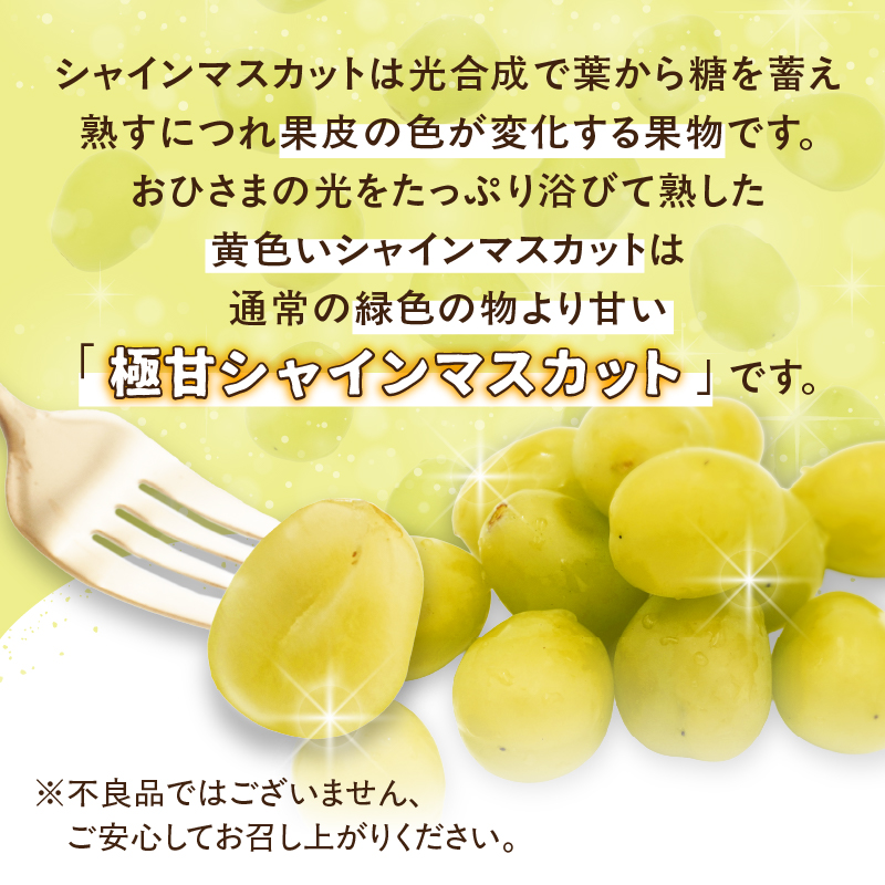 ãå
è¡åä»ãã2026幎çºéãä¹å·çŠå²¡ãã«ãŒãçåœå
«å¥³ 倧ç²å
¥ãã·ã£ã€ã³ãã¹ã«ãã çŽ1.4kgãæ°ééå®ãïŒé
éäžå¯ïŒåæµ·éã»æ²çžã»é¢å³¶ïŒ æ°ééå® çŽ1.4kg é«ç³åºŠ å€§ç² å³éž æç© ãã ãã® ãã«ãŒã ã¶ã©ã è¡è ãžã¥ãŒã·ãŒ çš®ãªã å·èµ ä¹å· çŠå²¡ç å
«å¥³åž