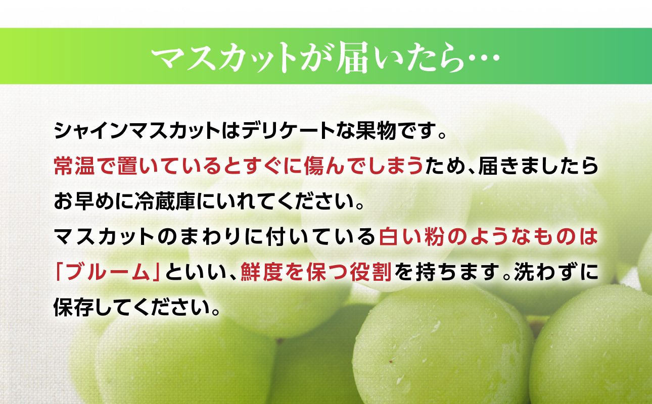 九州・福岡フルーツ王国八女　お楽しみ旬のフルーツ定期便【全３回】 F｜＜配送不可：北海道・沖縄・離島＞ あまおう 苺 いちご イチゴ シャインマスカット ぶどう もも 桃 モモ 果物 くだもの フルーツ 定期便 デザート 旬 もぎたて 直送 福岡 八女市