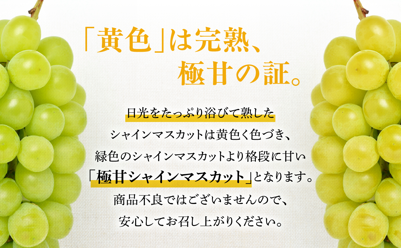 九州・福岡フルーツ王国八女　お楽しみ旬のフルーツ定期便【全３回】 F｜＜配送不可：北海道・沖縄・離島＞ あまおう 苺 いちご イチゴ シャインマスカット ぶどう もも 桃 モモ 果物 くだもの フルーツ 定期便 デザート 旬 もぎたて 直送 福岡 八女市