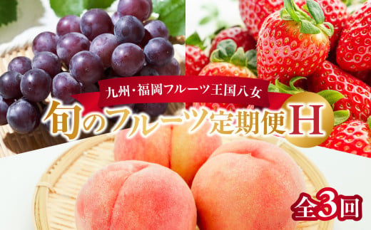 九州・福岡フルーツ王国八女 旬のフルーツ定期便【全3回】H ＜配送不可：北海道・沖縄・離島＞ フルーツ 定期便 あまおう もも ぶどう 季節のフルーツ 果物 おすすめ セット 産地直送 福岡県 八女市