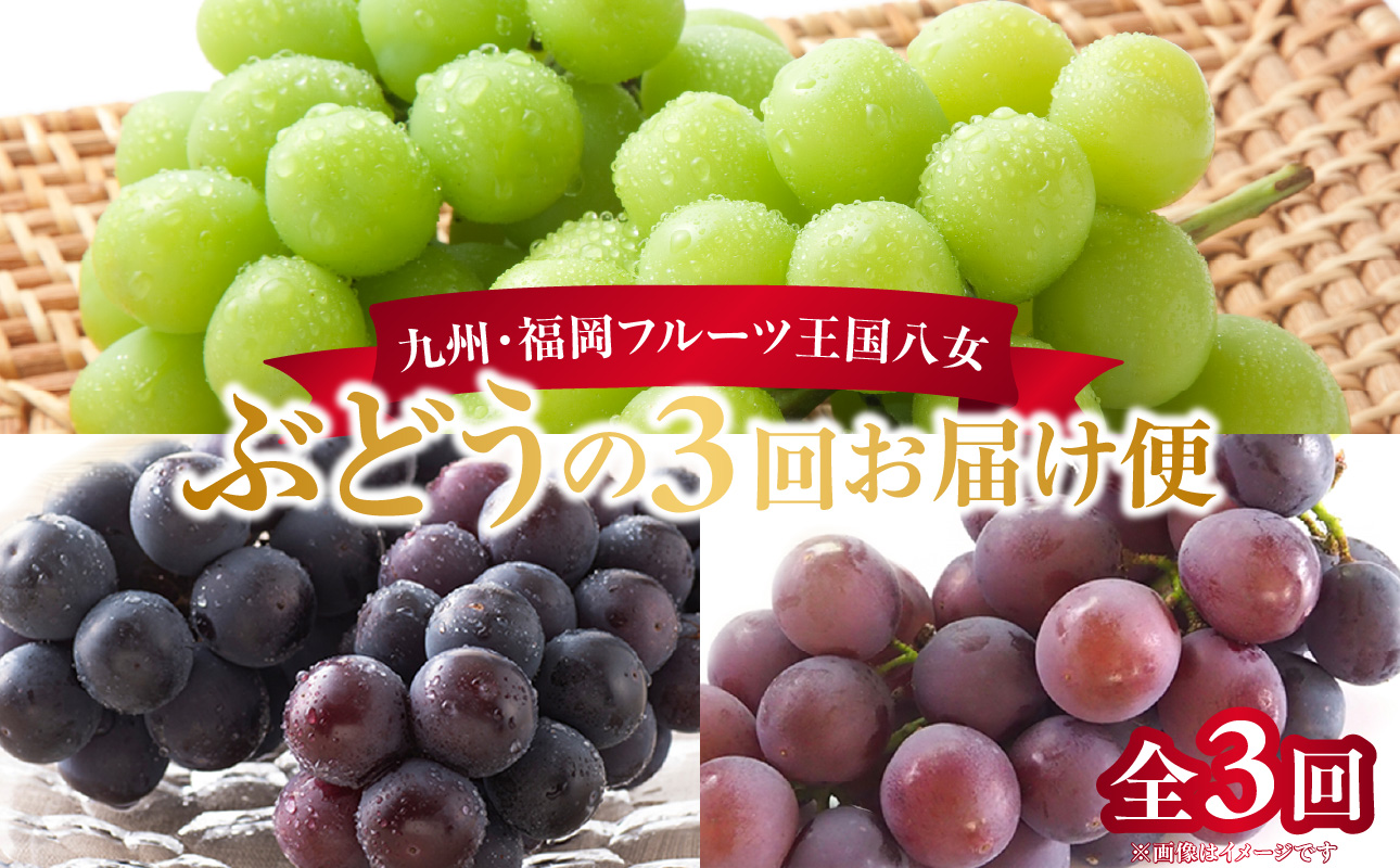 九州・福岡フルーツ王国八女 ぶどう定期便【全3回】 ＜配送不可：北海道・沖縄・離島＞ フルーツ 定期便 ぶどう巨峰 ピオーネ シャインマスカット 季節のフルーツ 果物 おすすめ セット 産地直送 福岡県 八女市