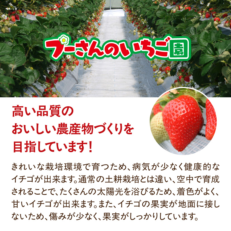 ＜2027年1月～順次発送＞いちご姉妹【あまおう＋旬のイチゴ】食べ比べセット★数量限定★ あまおう いちご 苺 イチゴ フルーツ 果物 くだもの 人気 旬 福岡県産 食べ比べ 採れたて 2品種 セット 冷蔵配送 箱入り 贈答品 プレゼント 贈り物 産地直送 福岡県 八女市