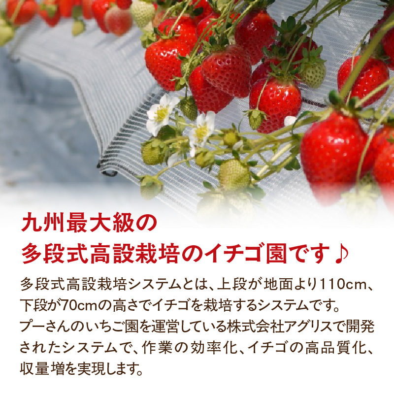 ＜2027年1月～順次発送＞いちご姉妹【あまおう＋旬のイチゴ】食べ比べセット★数量限定★ あまおう いちご 苺 イチゴ フルーツ 果物 くだもの 人気 旬 福岡県産 食べ比べ 採れたて 2品種 セット 冷蔵配送 箱入り 贈答品 プレゼント 贈り物 産地直送 福岡県 八女市